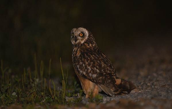 Сова-птица-Описание-особенности-виды-образ-жизни-и-среда-обитания-совы-13