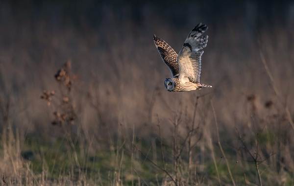 Сова-птица-Описание-особенности-виды-образ-жизни-и-среда-обитания-совы-14