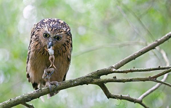 Сова-птица-Описание-особенности-виды-образ-жизни-и-среда-обитания-совы-15