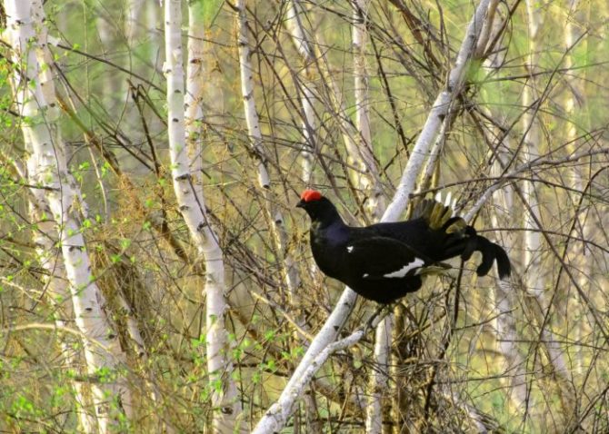 Тетерев предпочитает редколесье