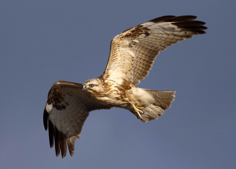 Враги глухаря