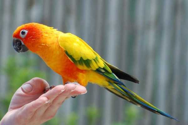 домашний попугай аранинга сидит на руке