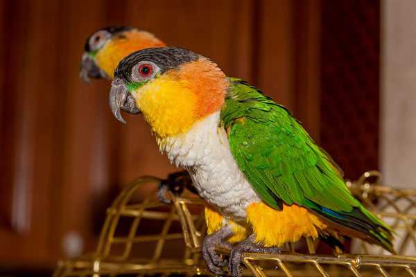 каики сидят на клетке