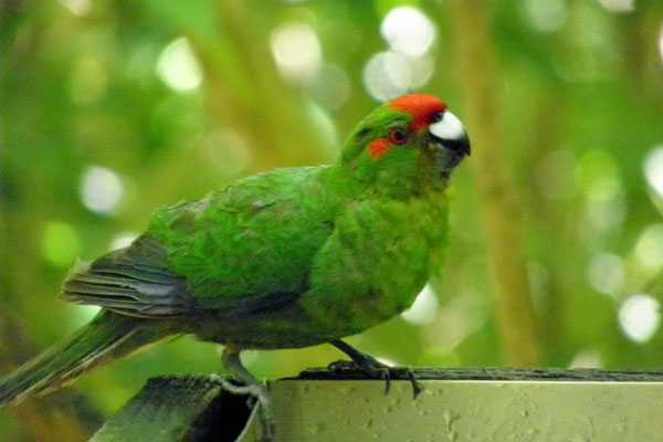 какарик прыгает среди зелени