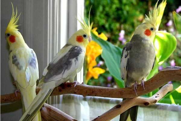 домашние кореллы смотрят в окно