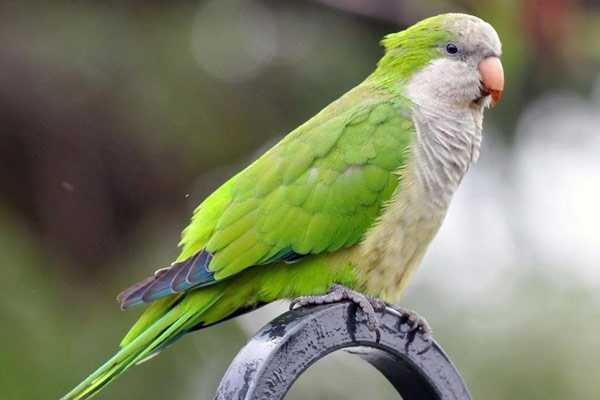 домашний монах очень игривый