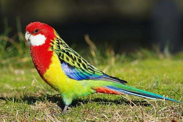 розелла с перышками как рыбья чешуя