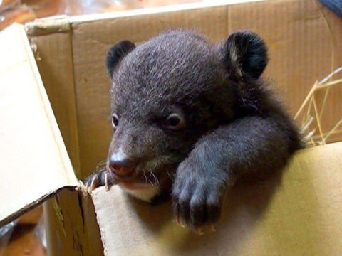 Вернуть в дикую природу этих сирот будет очень сложно...