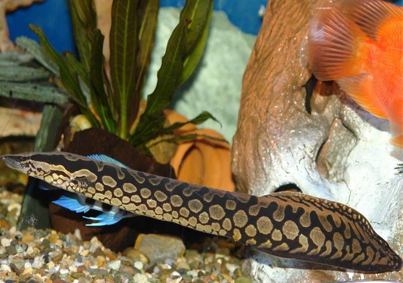 Арматус или панцирный