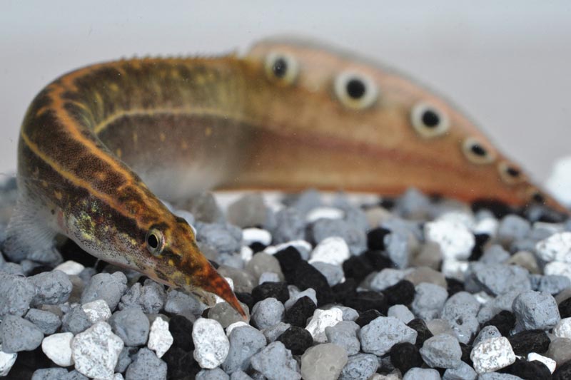 Перламутровый