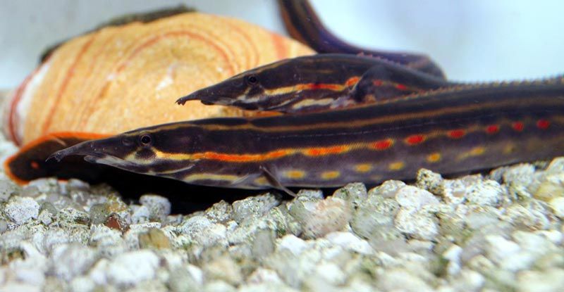 Краснополосатый