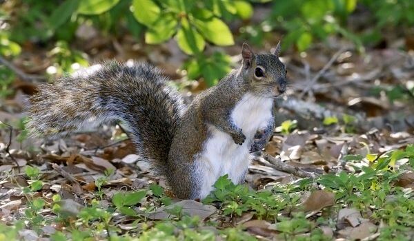 Фото: Грызун серая белка