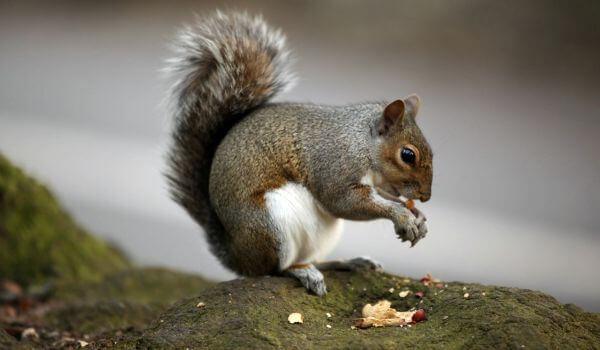 Фото: Животное серая белка