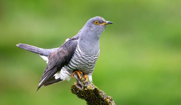 Фото: Маленькая кукушка