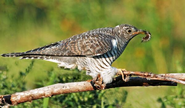 Фото: Птица кукушка