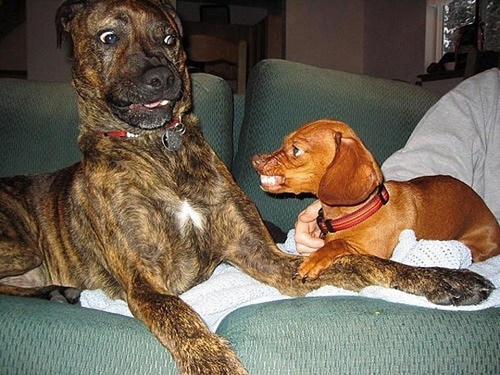 17 лучших собак для охраны частного дома: породы средних, маленьких и больших размеров