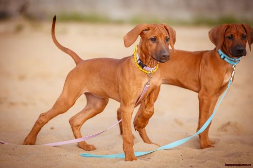 17 лучших собак для охраны частного дома: породы средних, маленьких и больших размеров