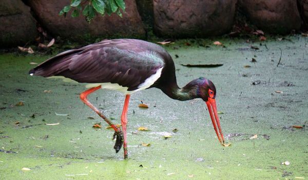 Фото: Птица черный аист