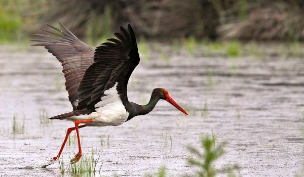 Фото: Черный аист в полете