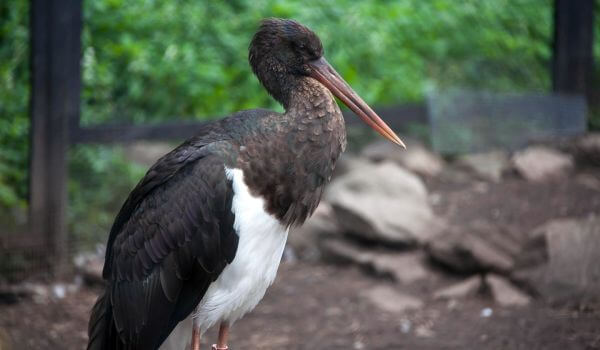 Фото: Птица черный аист