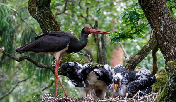 Фото: Птенцы черного аиста