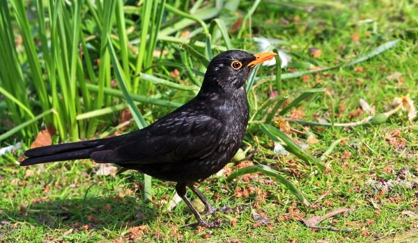 Фото: Птица черный дрозд