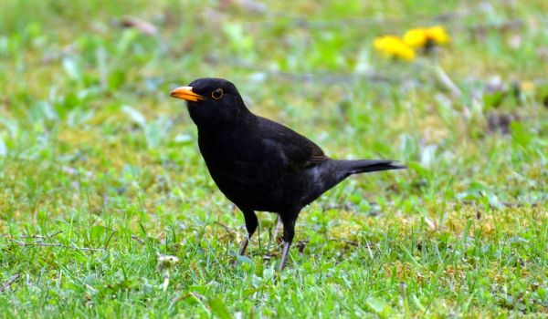 Фото: Черный дрозд