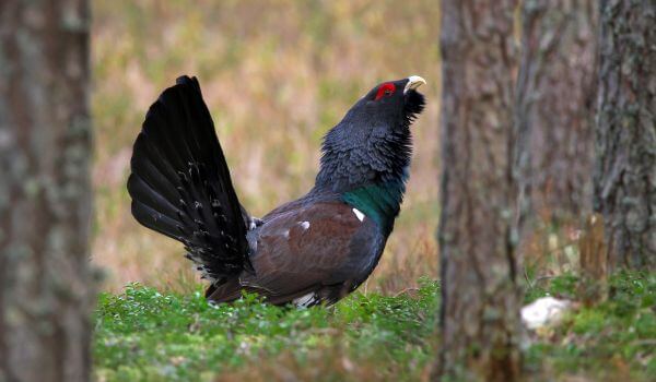 Фото: Большой глухарь