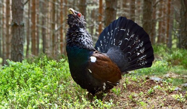 Фото: Глухарь в лесу