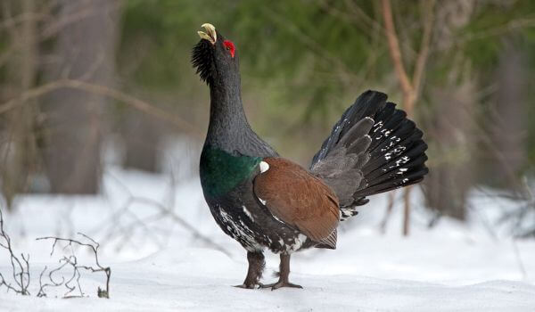 Фото: Птица глухарь