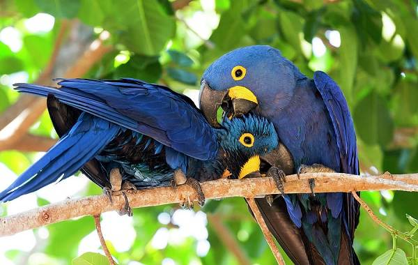 Синий-попугай-Описание-особенности-виды-поведение-и-домашнее-содержание-птицы-16