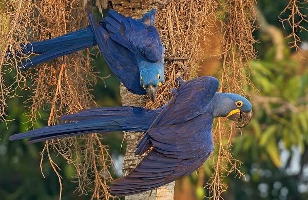 Синий-попугай-Описание-особенности-виды-поведение-и-домашнее-содержание-птицы-18