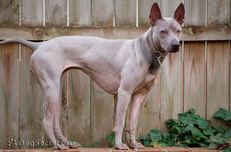 Фото: Тайский риджбек