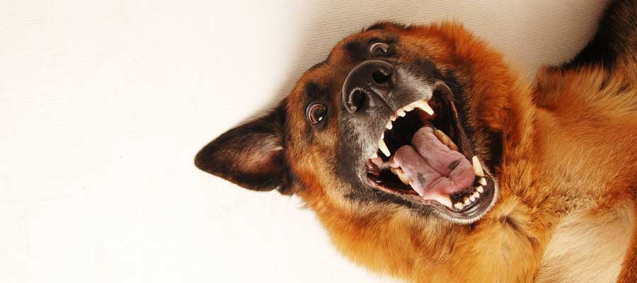 Немецкая овчарка: смешное фото