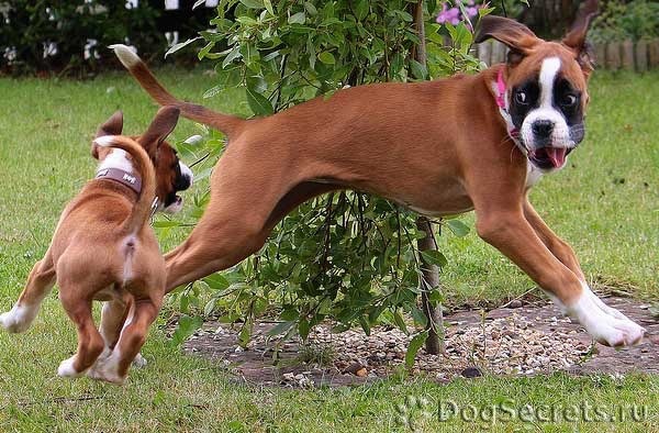 боксер фото собаки