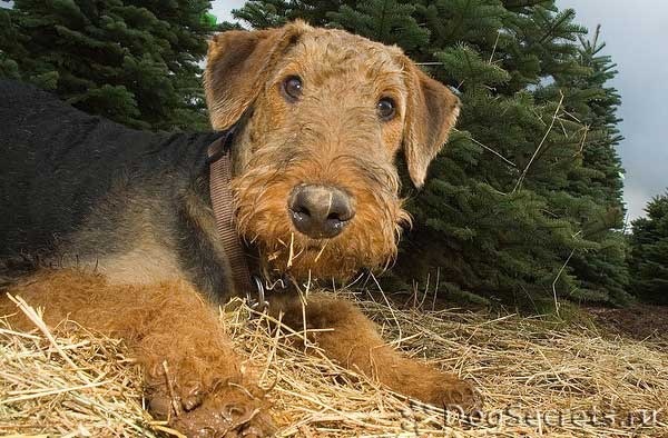 Фото породы Эрдельтерьер