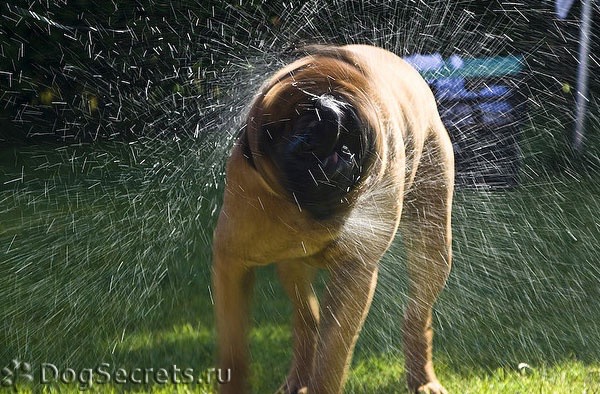 Бульмастиф