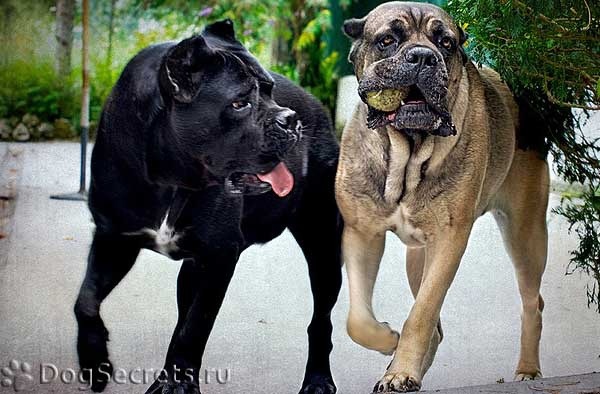 Фото: Кане-корсо