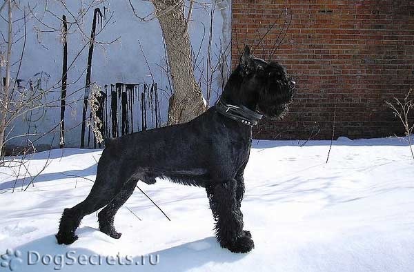 Фотография: Ризеншнауцер