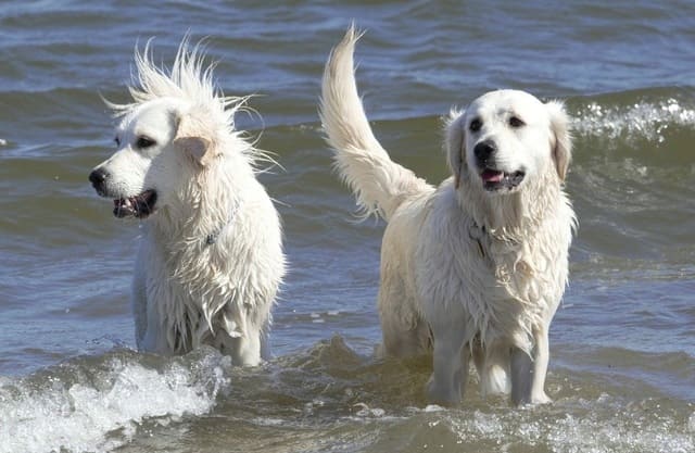 Две собаки породы абруццкая овчарка