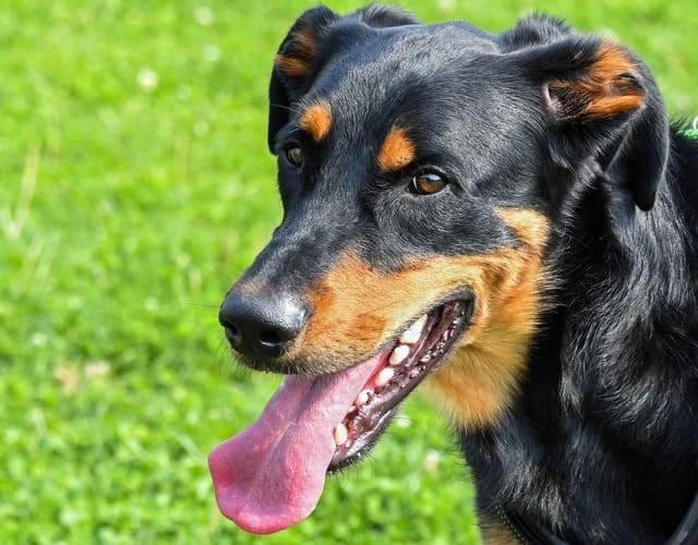 Босерон – морда