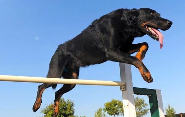 Французская овчарка в прыжке