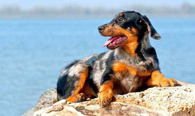 Босерон у водоема