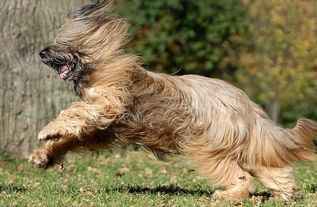 Бриар – активная прогулка