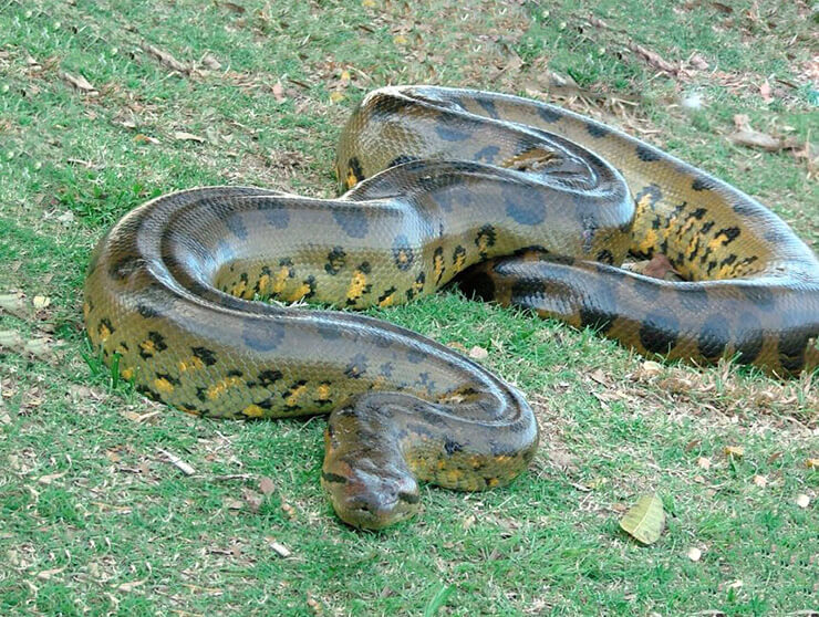 15 самых больших животных в мире