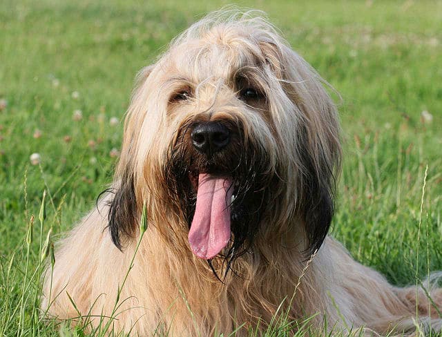 Бриар (французская овчарка) – морда