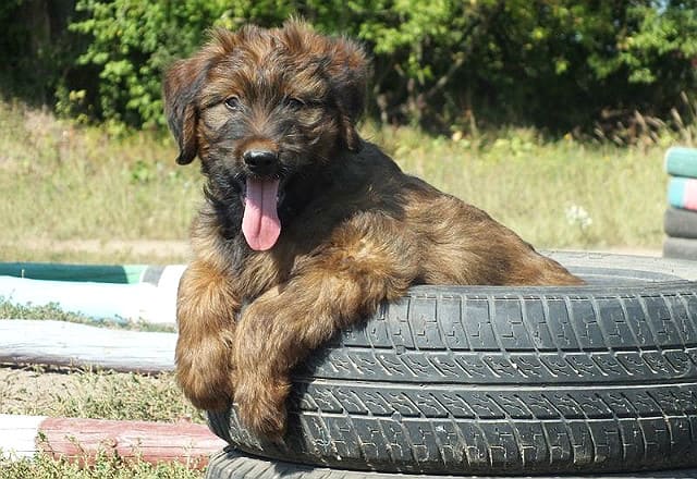 Щенок породы французская овчарка бриар