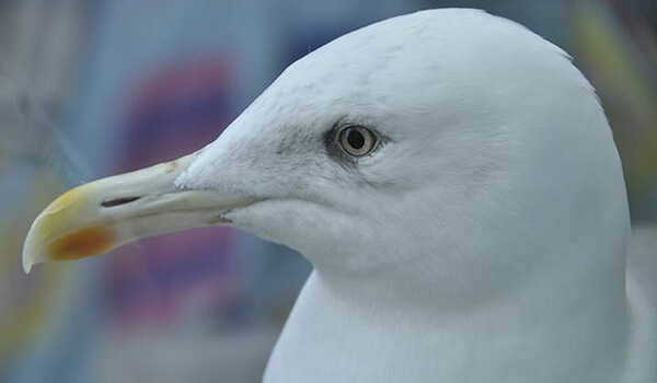 Фото: Птица чайка