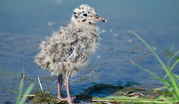 Фото: Птенец чайки