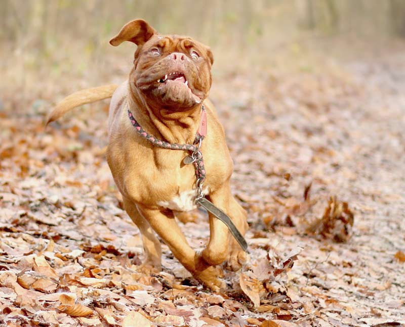 Охранные породы собак